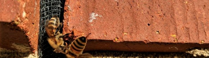 Bee Hive Removal